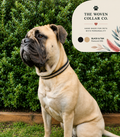 Collars and Cake - Paracord Dog Collar Workshop